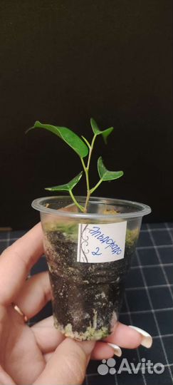 Фикус Эльдорадо и Эстер