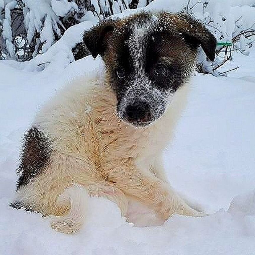 Сирота ищет дом