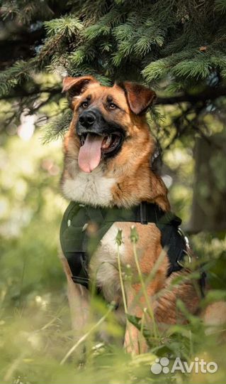 Собака в добрые руки