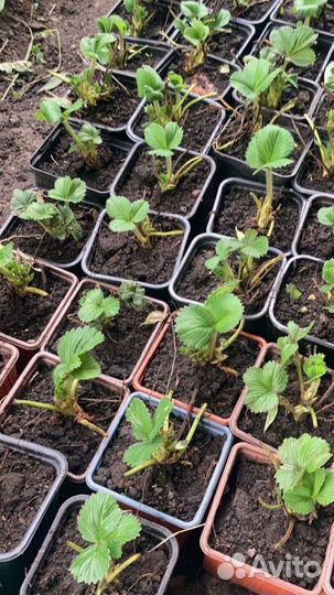 Рассада земляники садовой (клубники)
