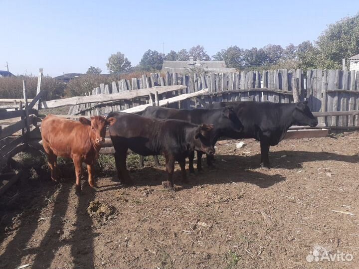 Коровы и телочки