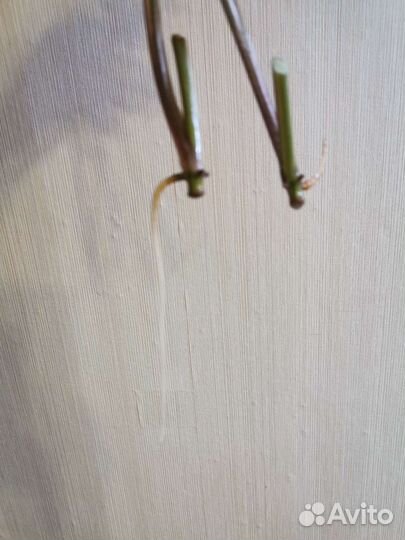 Сингониум империал вайт imperial white