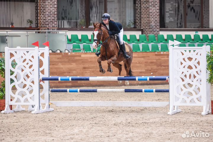 Мерин в конкур под любителя или ребенка