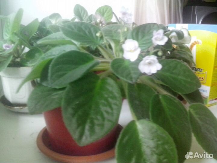 Фиалки и герань