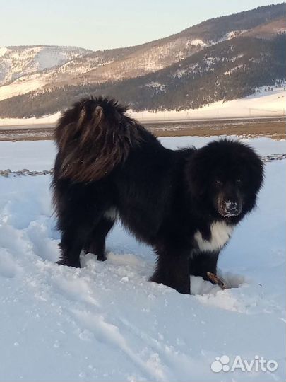 Банхар. Алиментные щенки