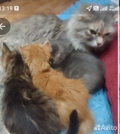 Кошка