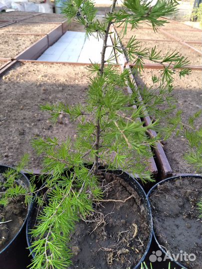 Лиственница сибирская