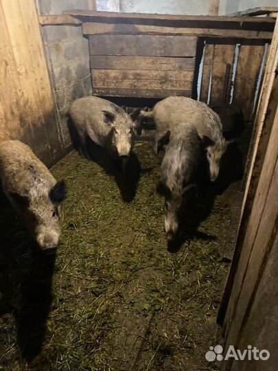 Поросята дикого кабана