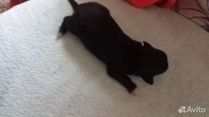 Щенок смесь лабрадора