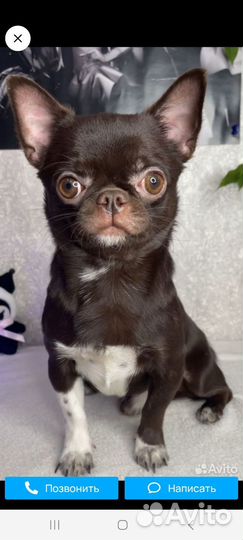 Вязка кобель чихуахуа