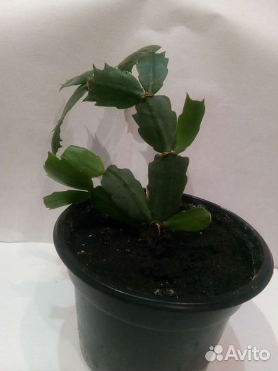 Декабрист шлюмбергера желтый