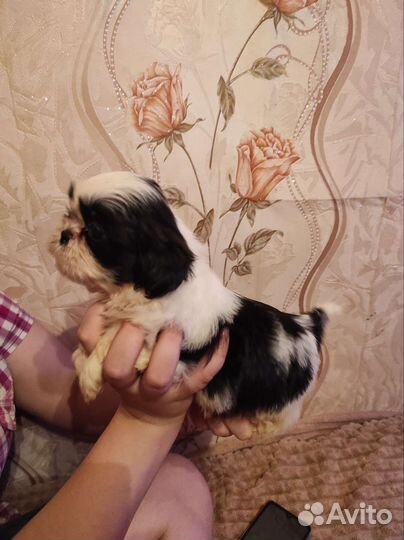 Щенки ши-тцу