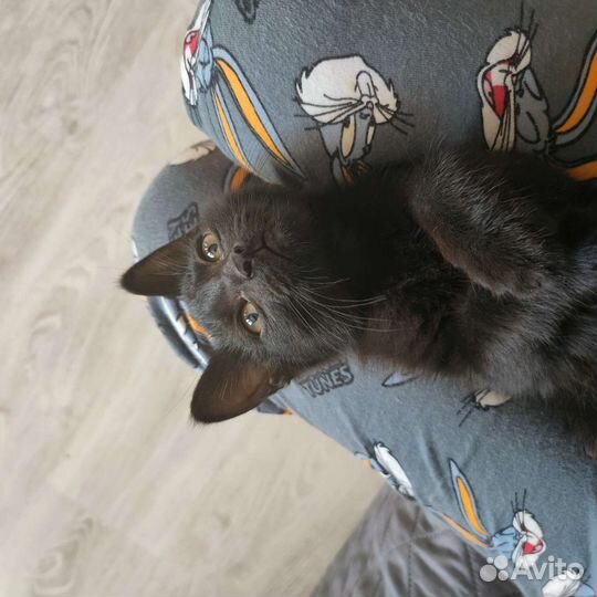 Котенок девочка 3 месяца