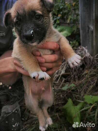 Щенки в добрые и ответственные руки