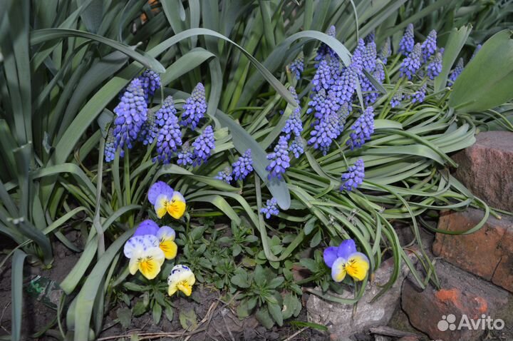 Мускари. Выдача началась