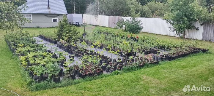 Саженцы без посредников Кедр,пихта,лиственница