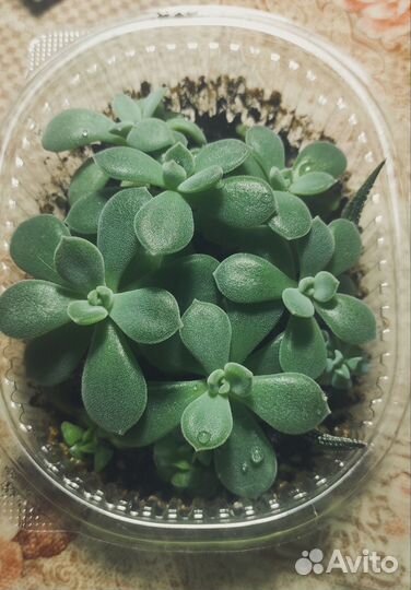 Суккуленты