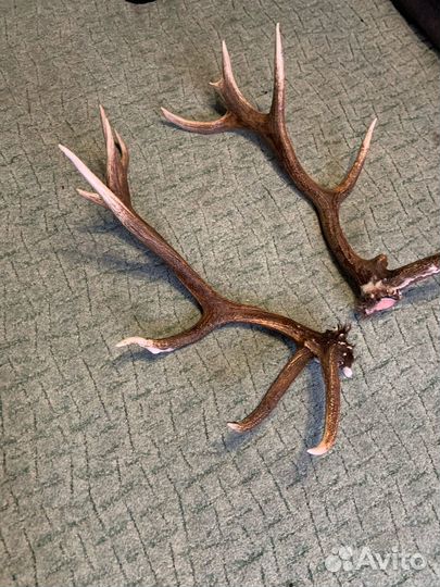 Рога лось олень марал любое качество