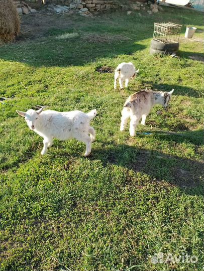 Козы на племя