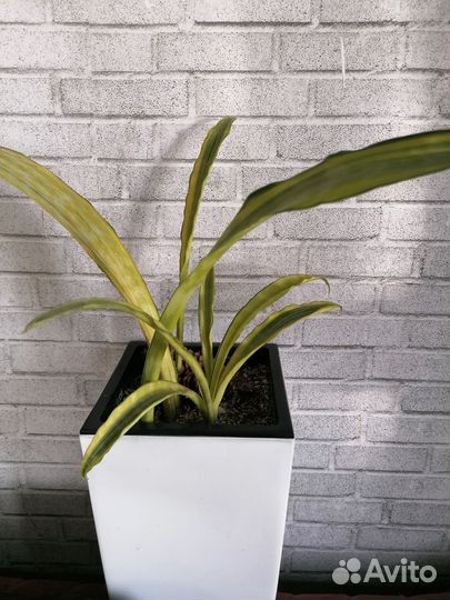 Сансевиерия Аубрутиана Лорен