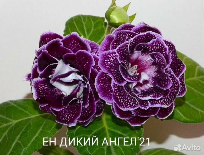 Глоксиния махровая детки