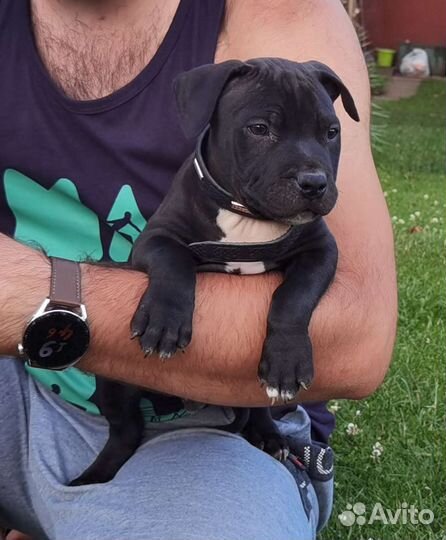 Американский питбультерьер