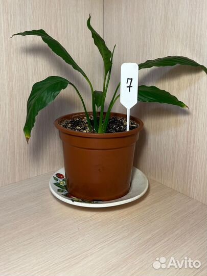 Цветок женское счастье