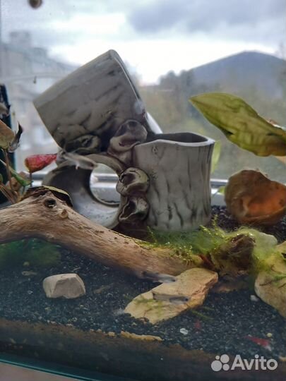 Аквариум с рыбками