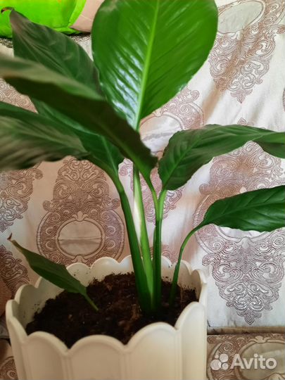 Комнатные растения цветы