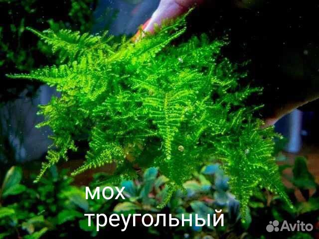 Аквариумные растения