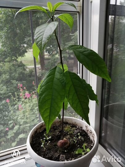 Авокадо растение