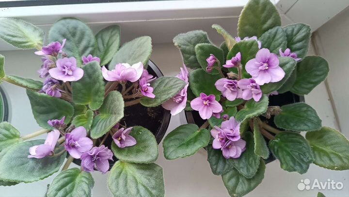 Фиалка цветущая, сиреневые цветы