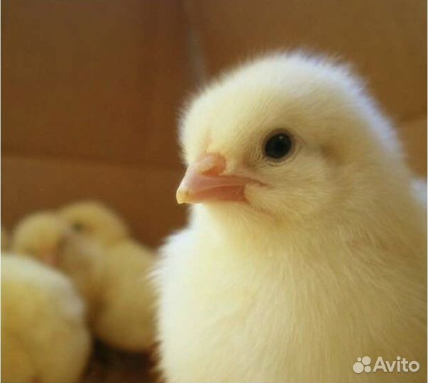 Цыплята бройлер