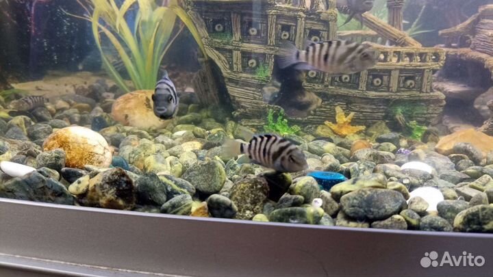 Аквариумные рыбки цихлиды