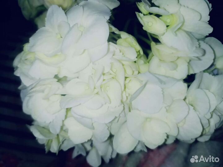 Розы. Букет роз. Букет учителю на 1 сентября