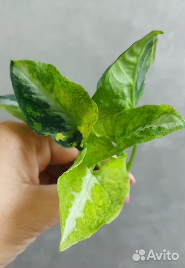 Сингониум Scrambled eggs