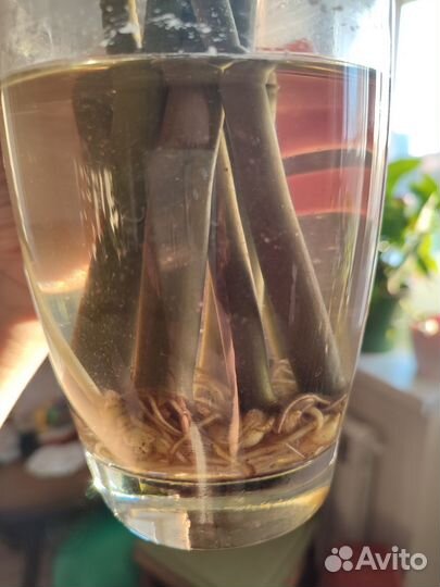 Замиокулькас