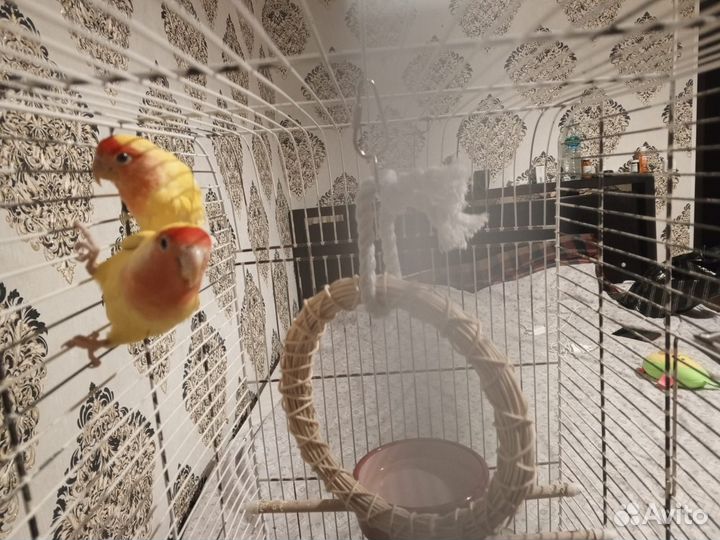 Волнистый попугай с клеткой