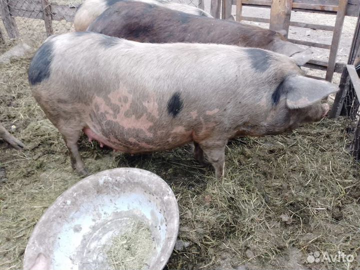 Продам свиней и свиноматок и хряк и поросят