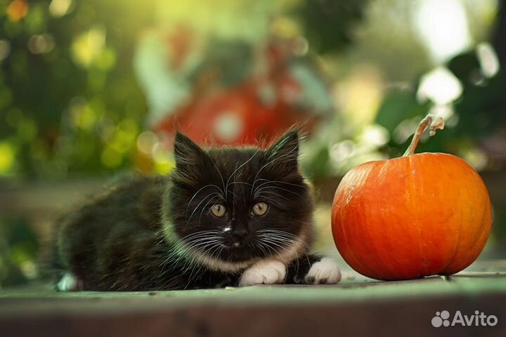 Котенок в дбрые руки