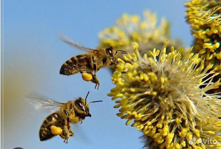 Перга лот 3000