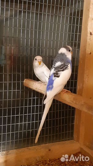 Птенцы волнистый попугай