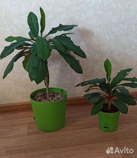 Кактус молочай