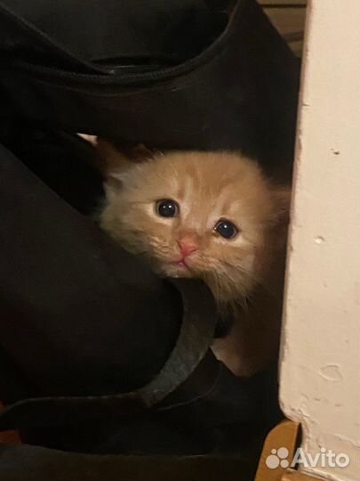 Котенок мальчик в добрые руки