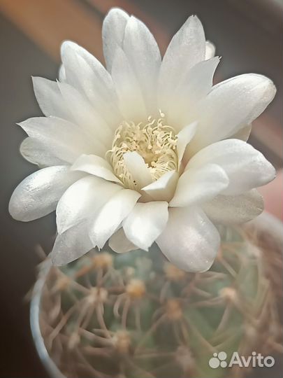 Коллекционные взрослые цветущие кактусы