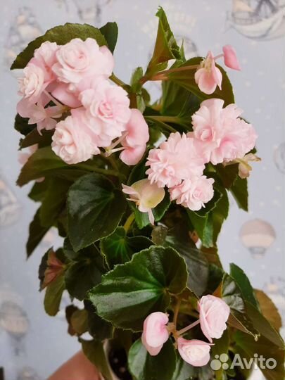 Бегония вечноцветущая махровая