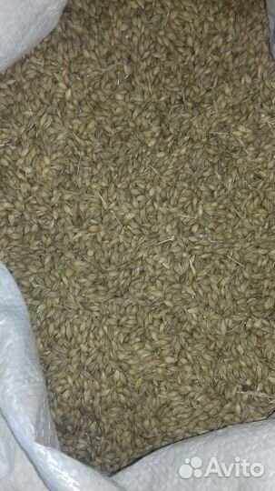 Пшеница, ячмень, овес