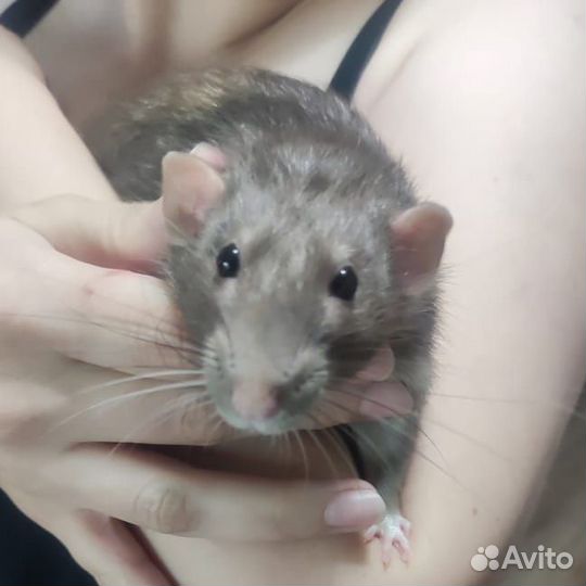 Крыса дамбо бесплатно