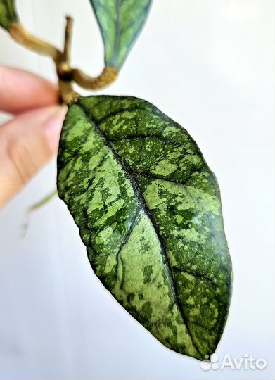 Hoya crassipetiolata