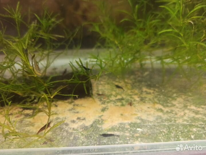 Аквариумные креветки черные